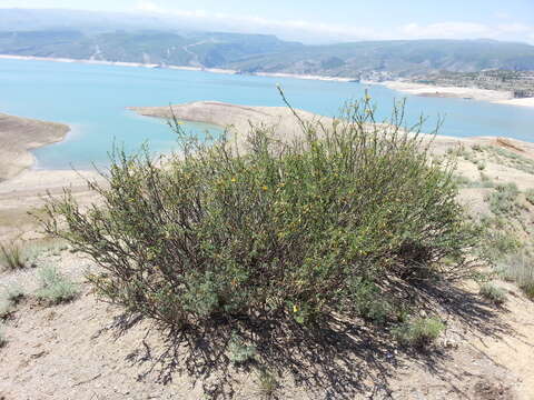 Image of Caragana grandiflora (M. Bieb.) DC.