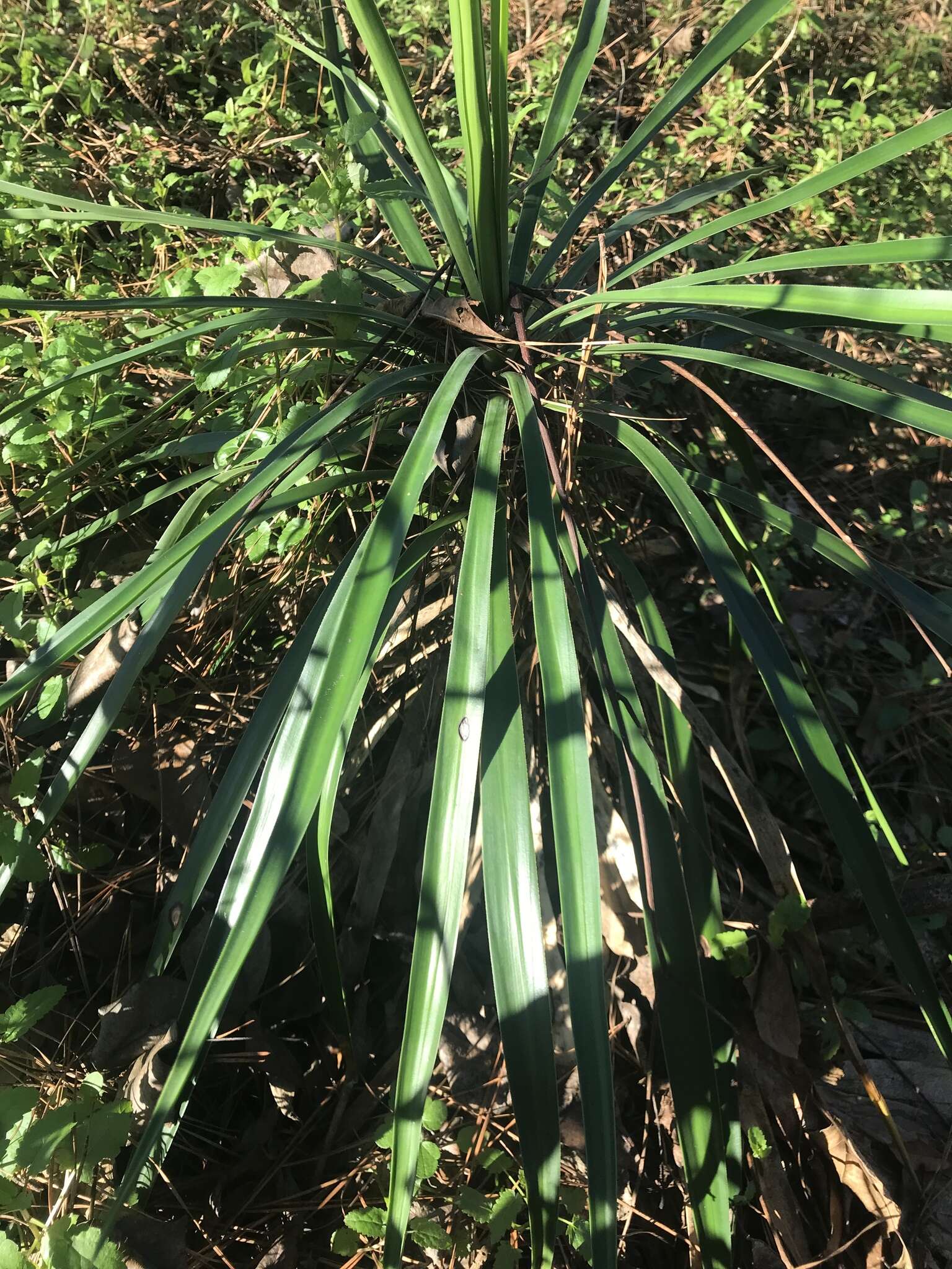 Image of Spanish bayonet