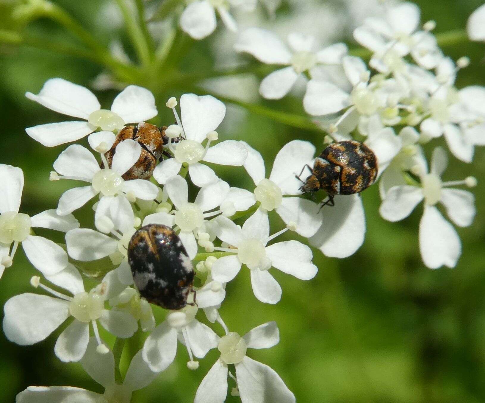 Image of Dermestid beetle