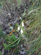 Image of Hesperantha bachmannii Baker