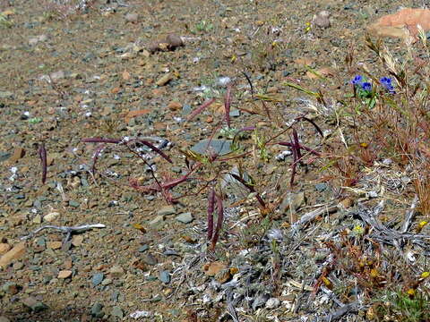 Image de Heliophila crithmifolia Willd.