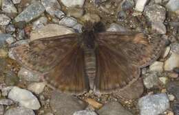 Image of <i>Erynnis <i>juvenalis</i></i> juvenalis