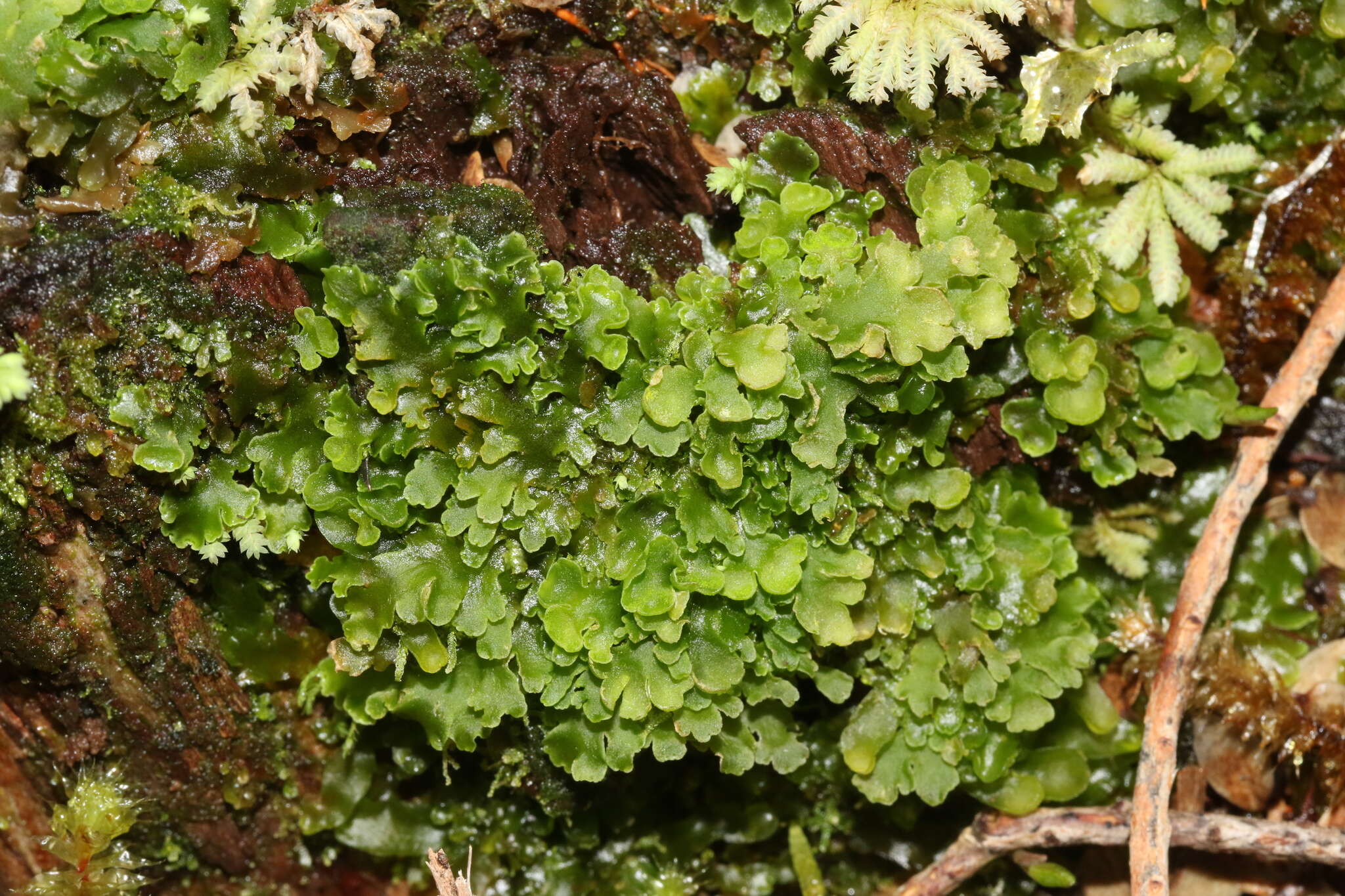 Image of Riccardia colensoi (Steph.) W. Martin