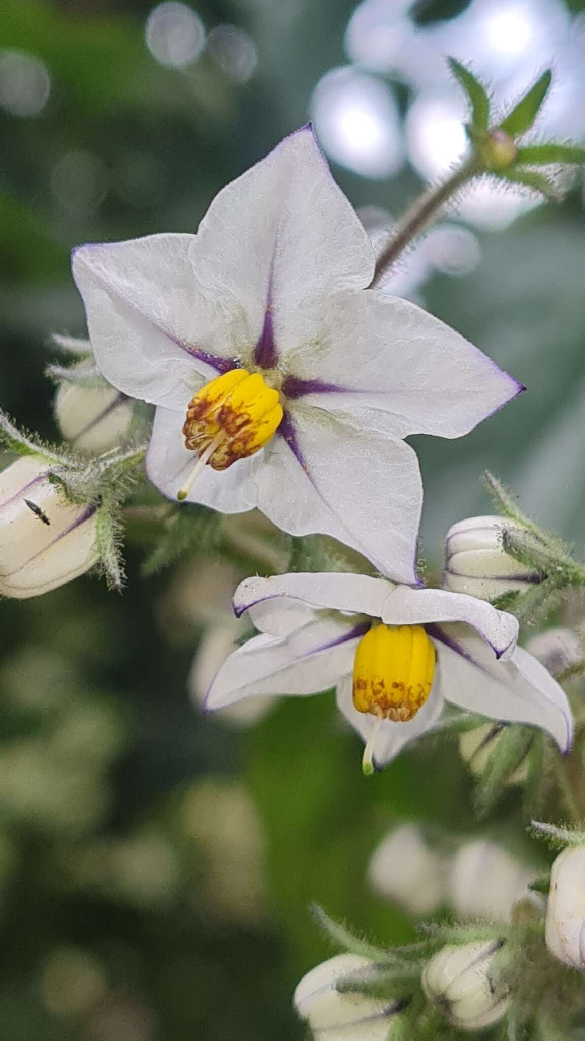 Image of Solanum concinnum Schott ex Sendtn.