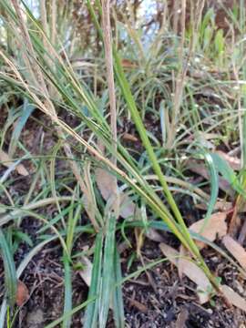 Plancia ëd Celmisia longifolia Cass.