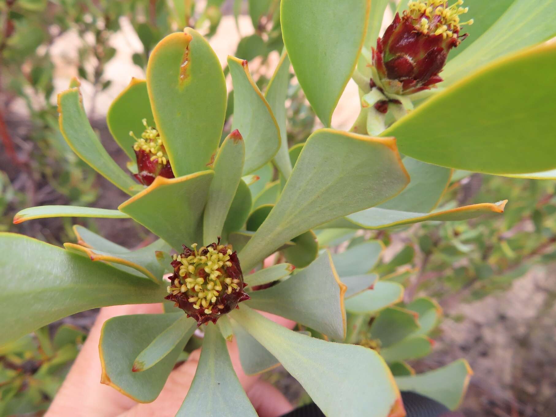 Image of Leucadendron loranthifolium (Salisb. ex Knight) I. Williams