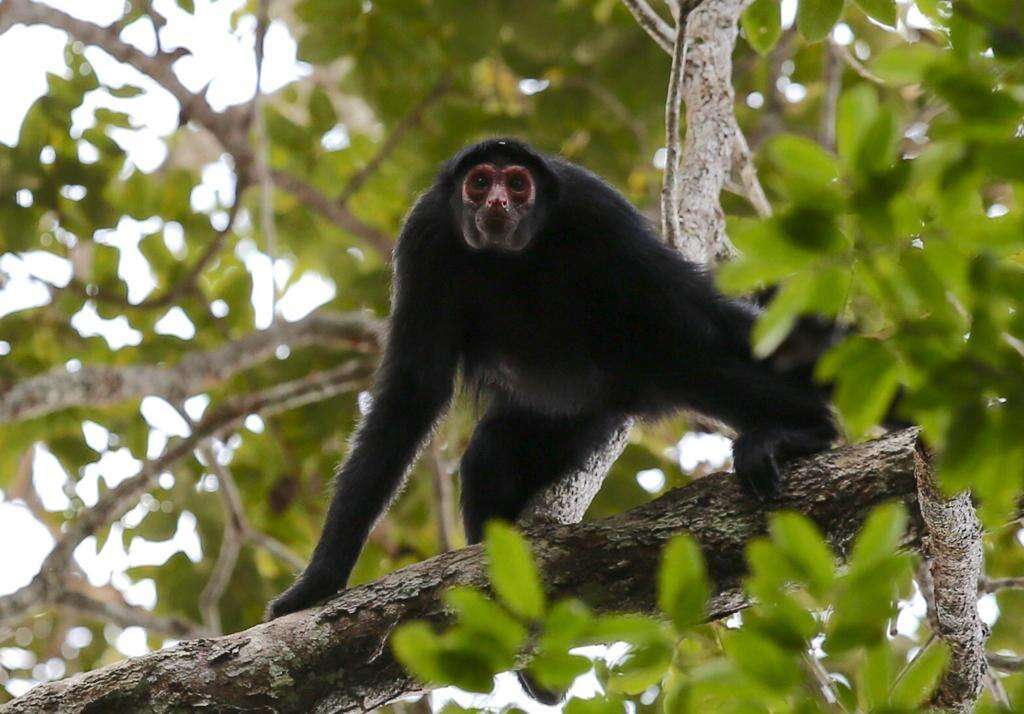 Image of Red-faced Spider Monkey