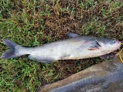 Image of Blue catfish