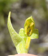 Disa cylindrica (Thunb.) Sw. resmi