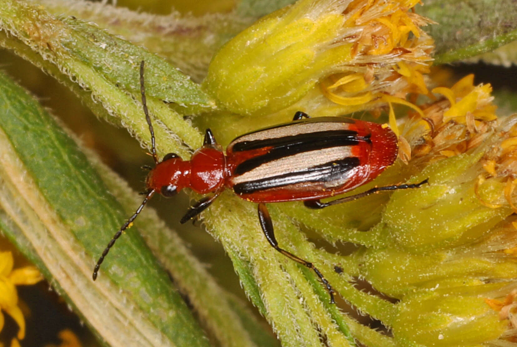 Image of Lebia (Lebia) vittata (Fabricius 1777)