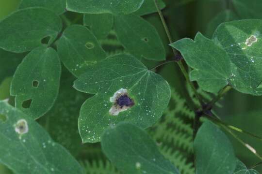 Image of Phytomyza plumiseta Frost 1924