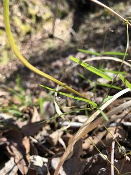 Imagem de Vicia minutiflora D. Dietr.