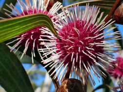 Image of Pincushion hakea