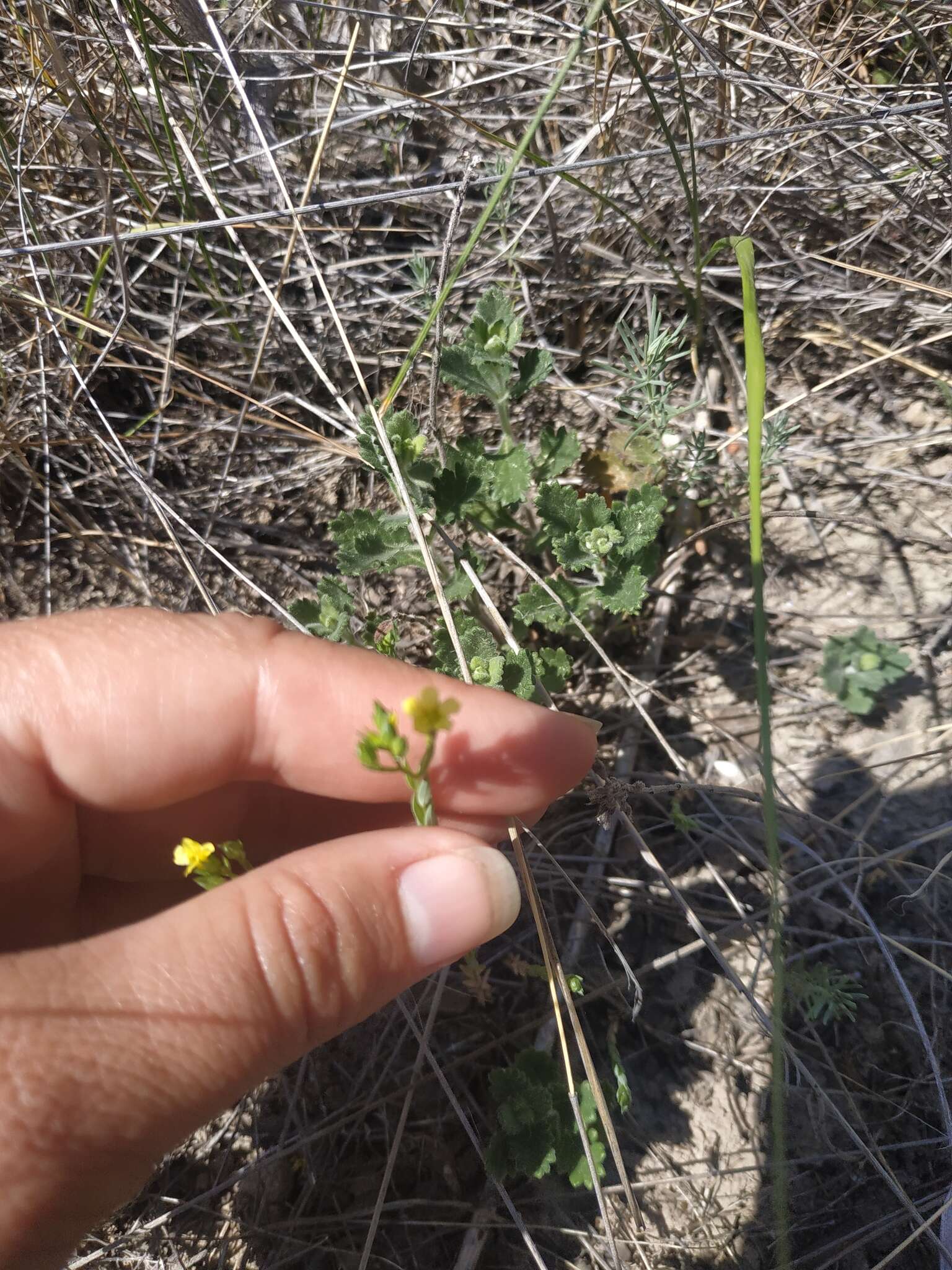 Linum corymbulosum Rchb. resmi