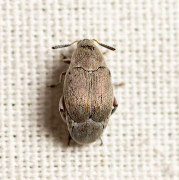 Image of Leaf beetle