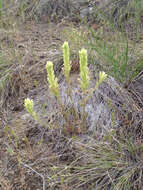 Image of deer Indian paintbrush