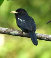 Image of Yellow-billed Nunbird