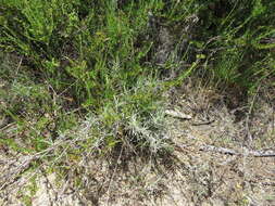 Image of Corethrogyne filaginifolia var. linifolia H. M. Hall