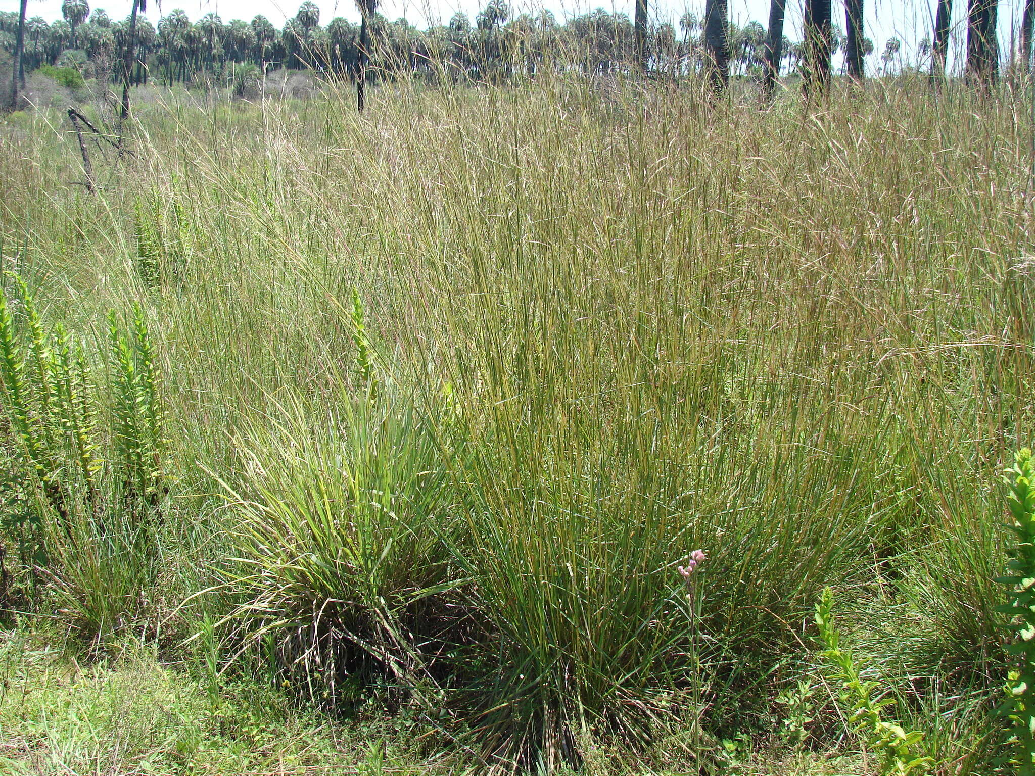 Plancia ëd Andropogon lateralis Nees