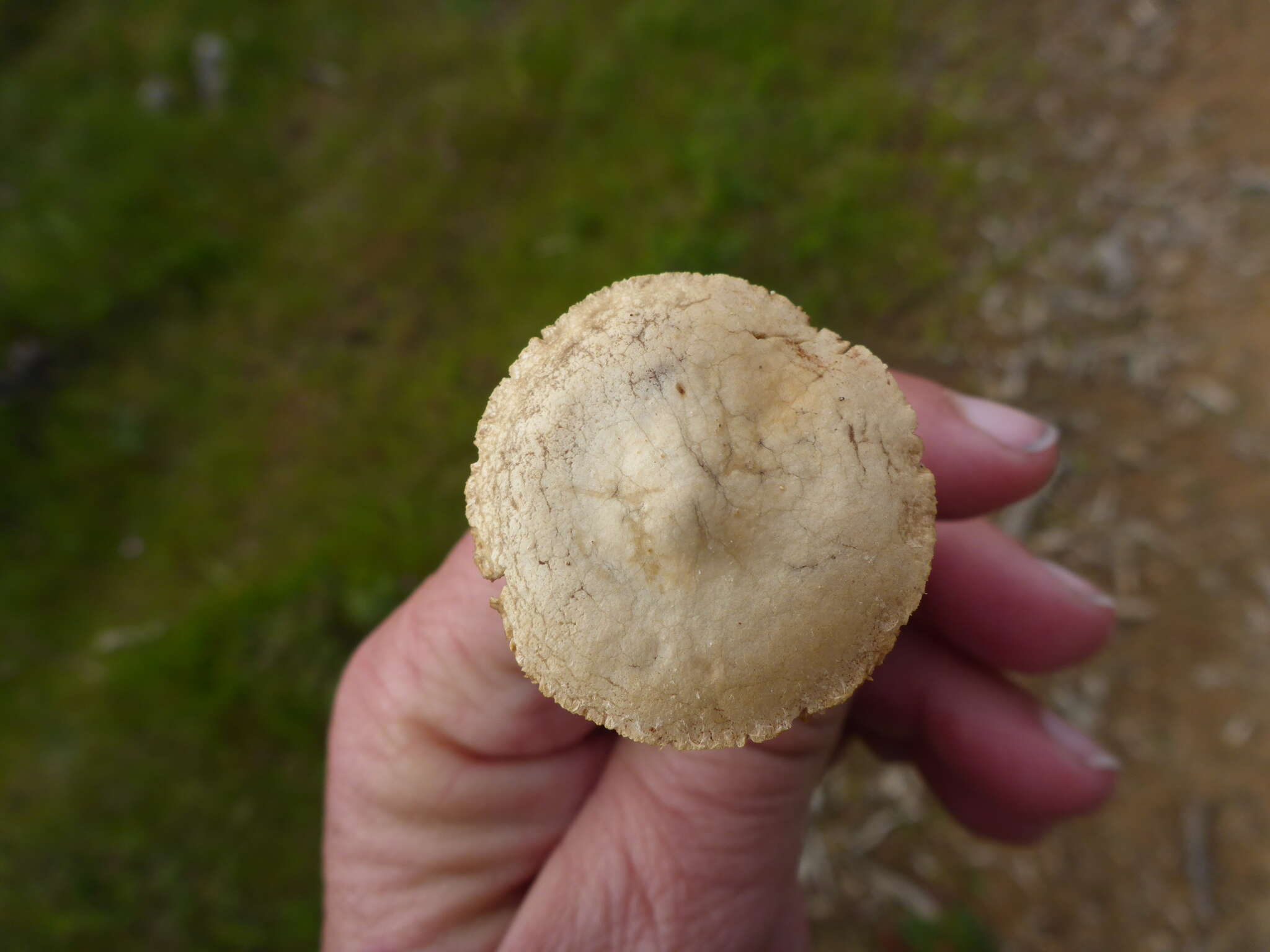 Image of Agrocybe pediades (Fr.) Fayod 1889