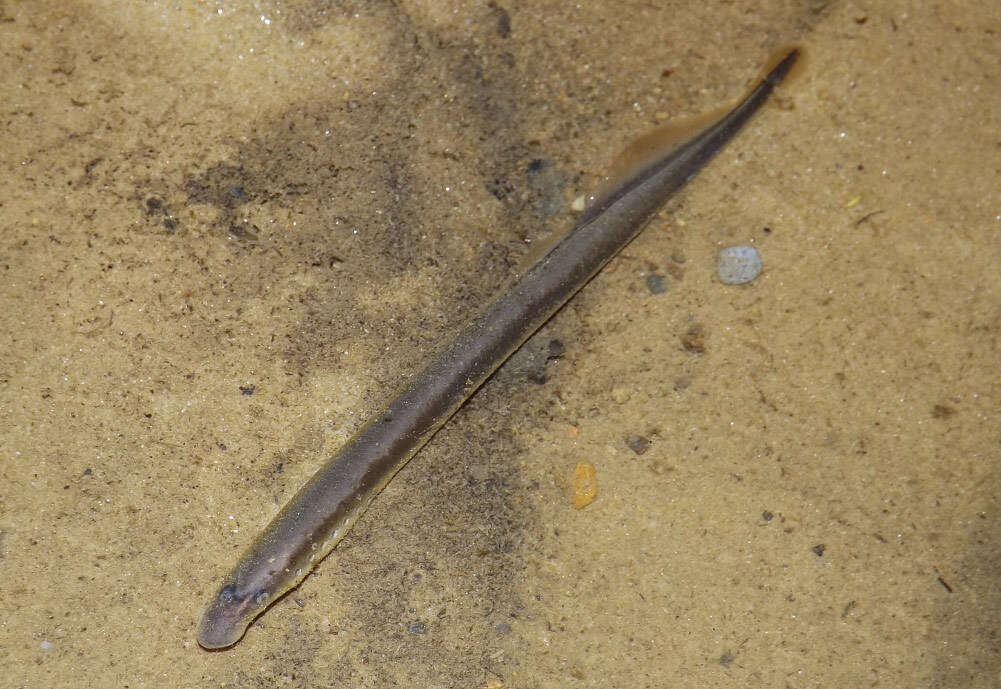 Image of Least Brook Lamprey