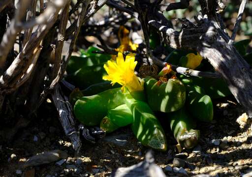 Image of Glottiphyllum suave N. E. Br.