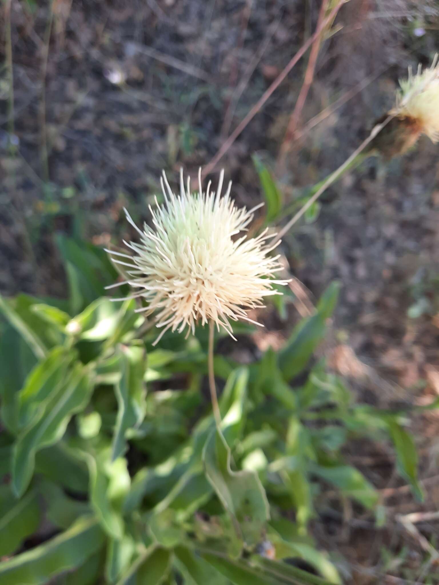 Image of Klasea flavescens (L.) J. Holub