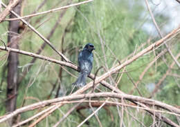 Image of Crow-biled Drongo