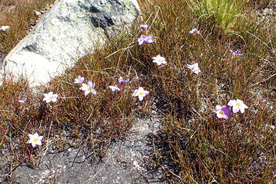 Image of Romulea atrandra var. esterhuyseniae M. P. de Vos