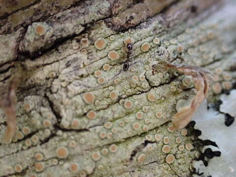 Image of Monomorium trageri Du Bois 1986