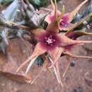 Image of Ceropegia caudata subsp. caudata