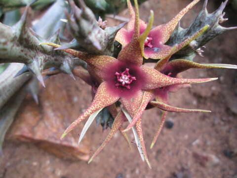 Image of Ceropegia caudata subsp. caudata