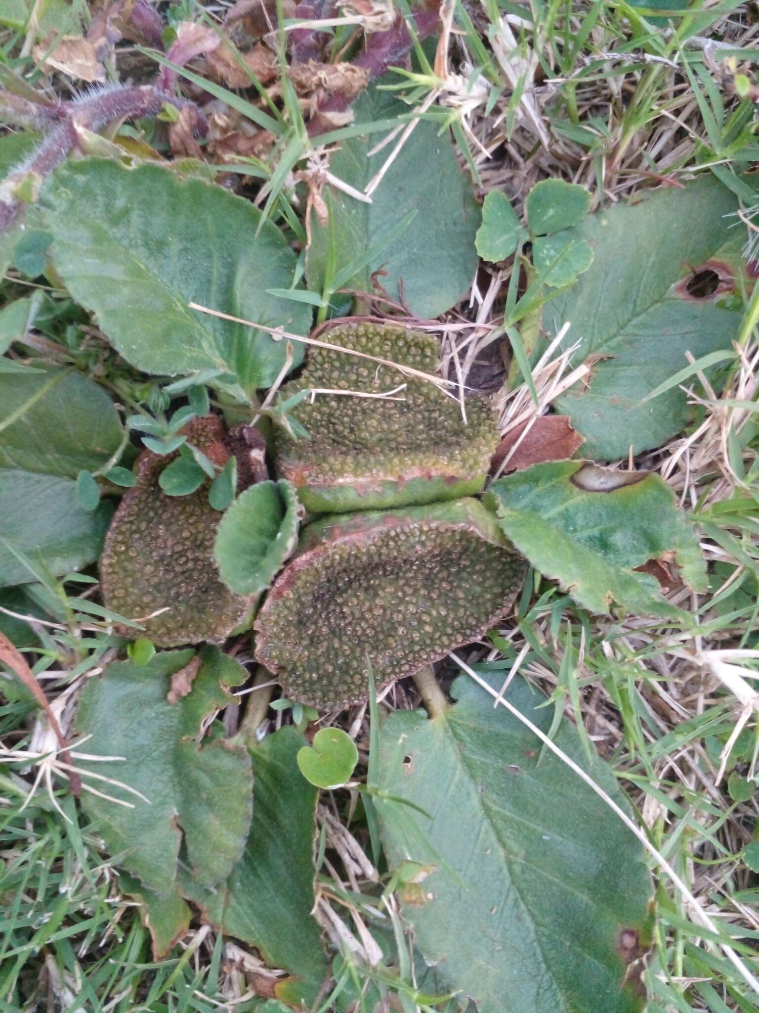 Image of Dorstenia brasiliensis Lam.