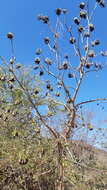 Image of Gyrocarpus jatrophifolius Domin