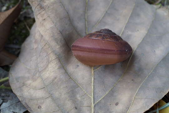 Image de Satsuma myomphala Martens 1865