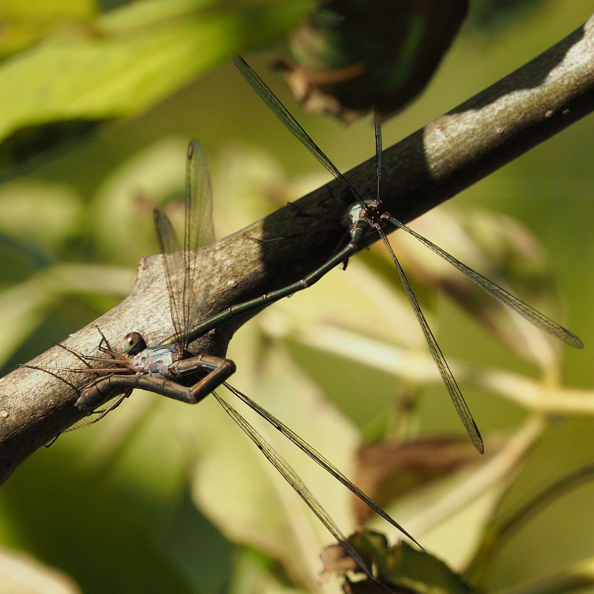 Image of Chalcolestes Kennedy 1920