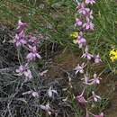 Image of Delphinium camptocarpum