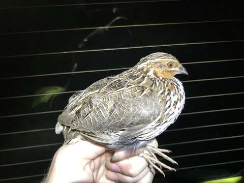 Image of Stubble Quail