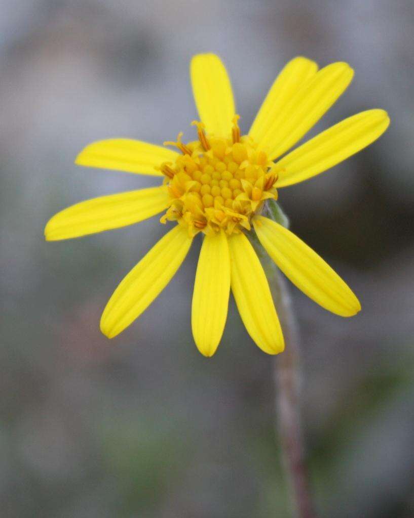 Image of Caputia scaposa var. addoensis (Compton) B. Nord. & Pelser