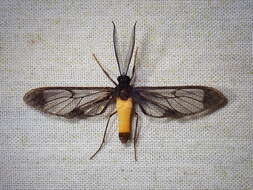 Image of Cosmosoma galatea Schaus 1912