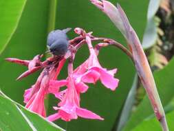 Image of Slaty Flower-piercer