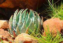 Image of Magalies aloe