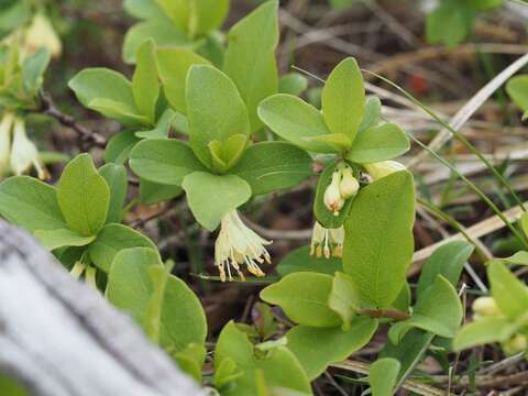 Imagem de Lonicera caerulea subsp. edulis (Turcz. ex Herder) Hultén