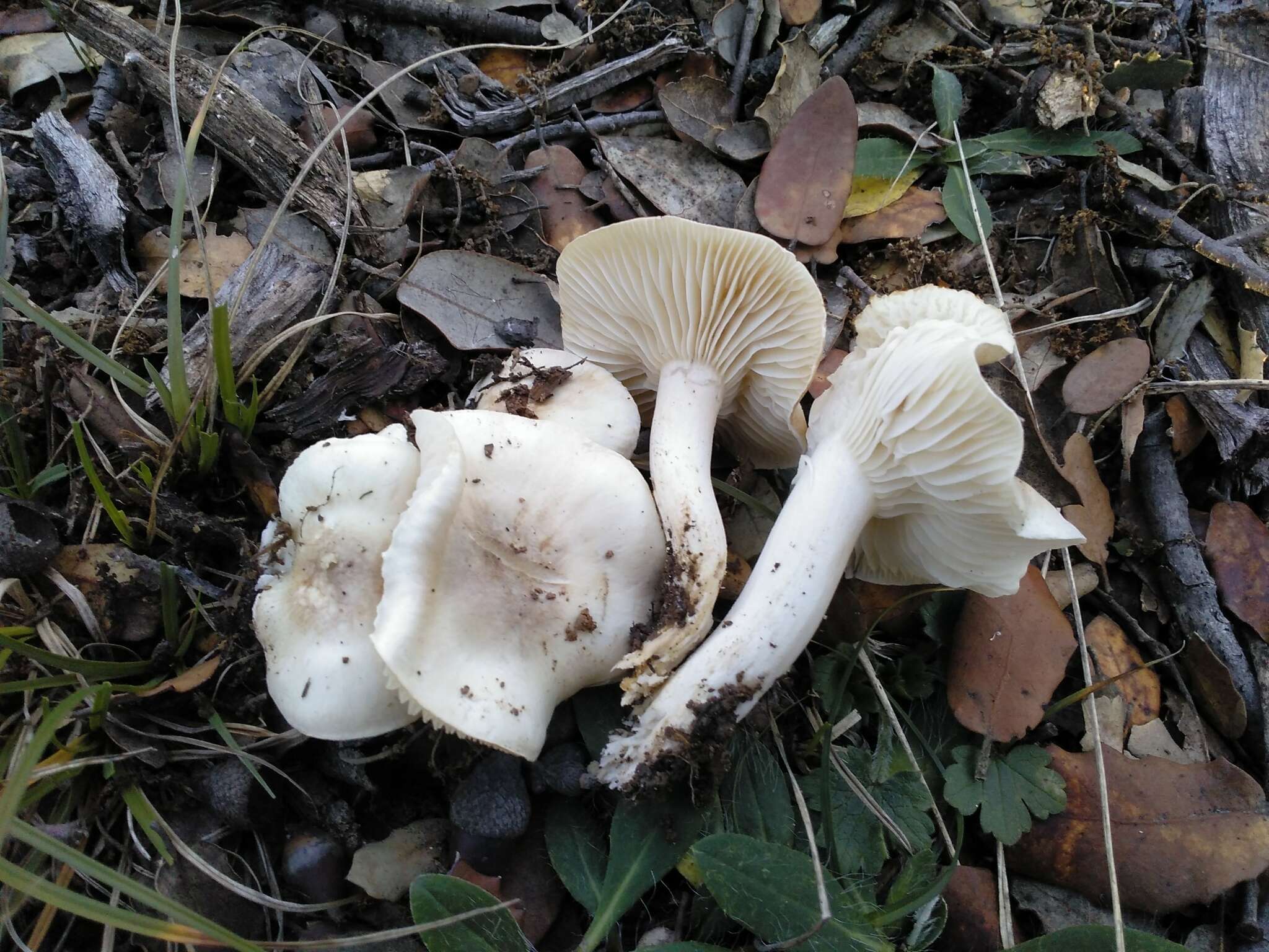 Image de Hygrophorus leucophaeo-ilicis Bon & Chevassut 1985