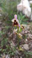 Image of Ophrys fuciflora subsp. bornmuelleri (M. Schulze) B. Willing & E. Willing