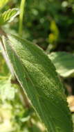 Image of Pogostemon auricularius (L.) Hassk.