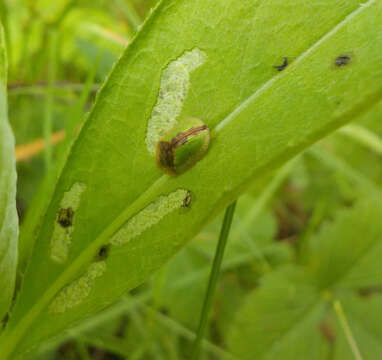 Imagem de Cassida (Cassida) vibex Linnaeus 1767