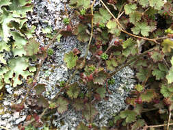 Imagem de Hydrocotyle moschata G. Forster