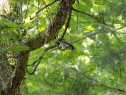 Image of Acadian Flycatcher