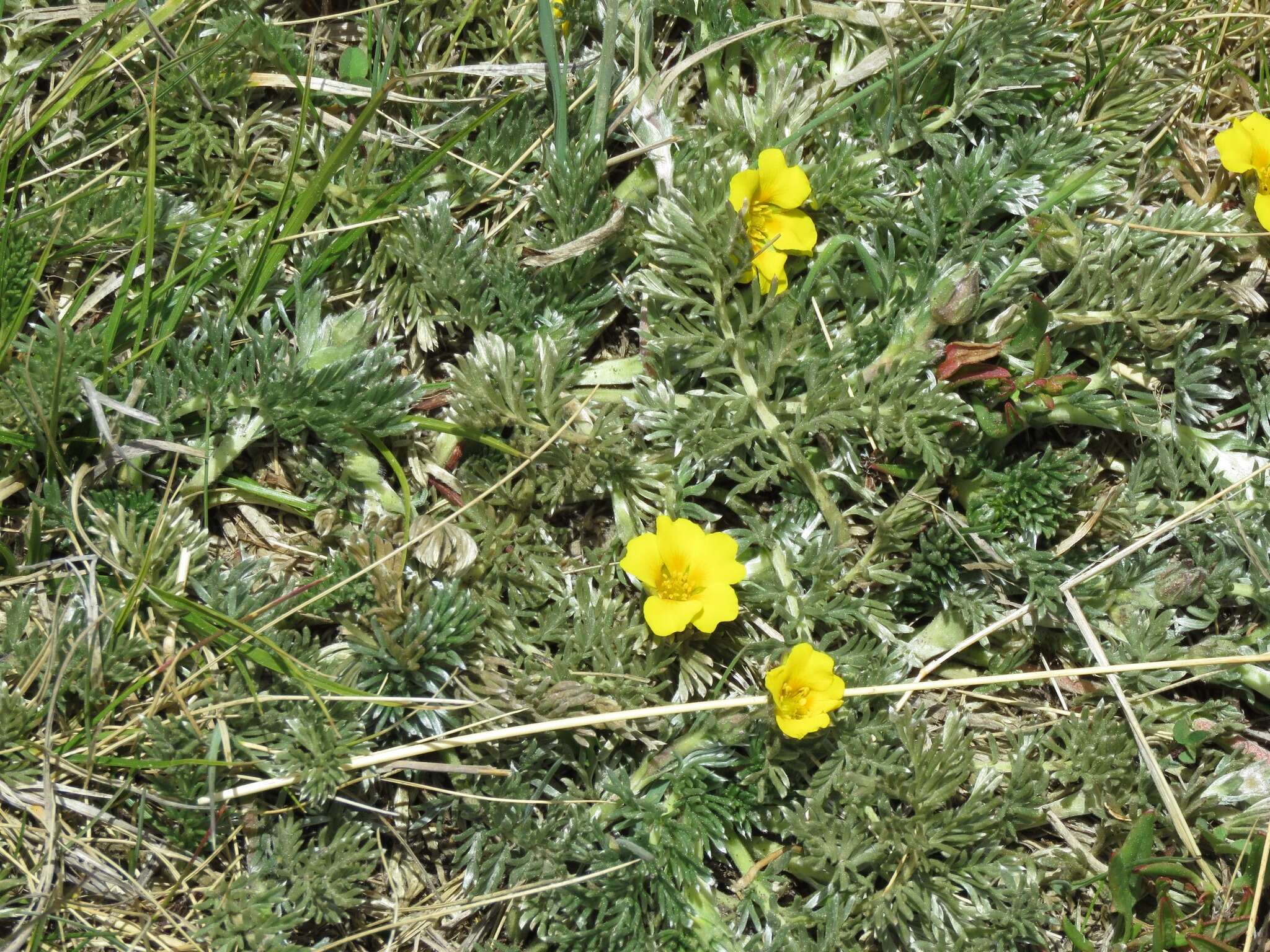 Image of Potentilla candicans Humb. & Bonpl. ex Schltdl.